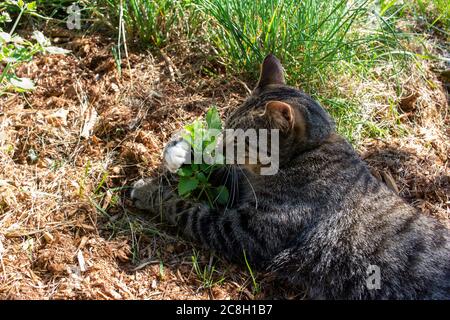 Graue Streifen gestromte Katze, die einen Fleck Katzenminze in einem sonnigen Kräutergarten kriecht Stockfoto