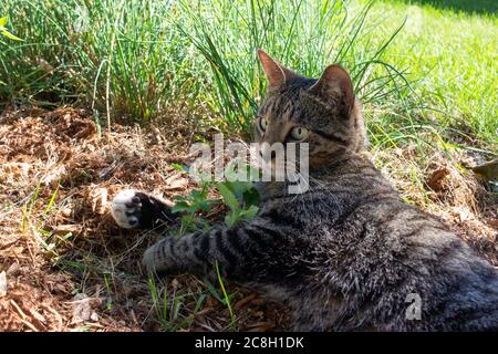 Graue Streifen gestromte Katze, die einen Fleck Katzenminze in einem sonnigen Kräutergarten kriecht Stockfoto