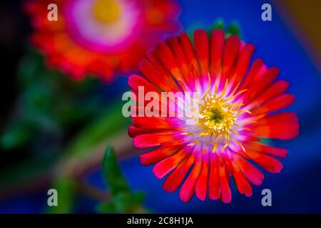 Makroaufnahme einer winzigen, leuchtend rosa violetten und roten Titanopsis-Blüte auf einer blühenden Sukkulenten Pflanze in einem tropischen Sommergarten. Stockfoto