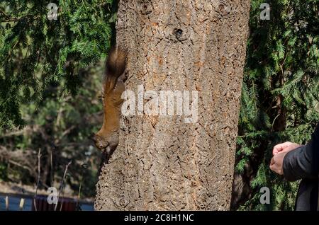 Braunkelschwanzhörnchen auf einem Baumstamm in einem Park auf der Suche nach Nahrung, Sofia, Bulgarien Stockfoto
