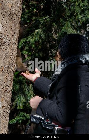 Das braunschwanzige Eichhörnchen auf dem Baumstamm im Park nimmt die Nahrung von Hand, Sofia, Bulgarien Stockfoto