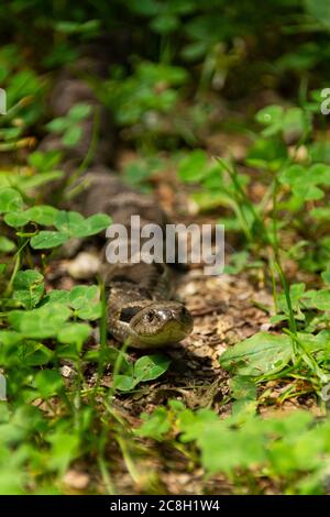 Östliche Hog-Nasen-Schlange (Heterodon platirhinos) auf dem Weg in den Wäldern. Mississippi Palisades State Park, Illinois, USA Stockfoto