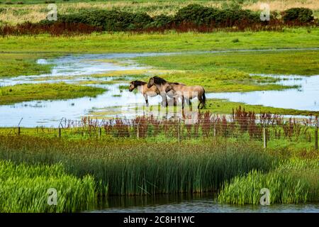 Wunderschöne Wildpferde im schottischen Sumpf des 'Loch of Strathbeg'. Das Konik oder polnisches Urpferd ist ein kleines und halbferales Pferd aus Polen. Stockfoto