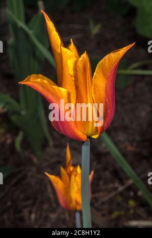 Tulipa Blume (Tulipa Triumph 'Ballerina') Stockfoto