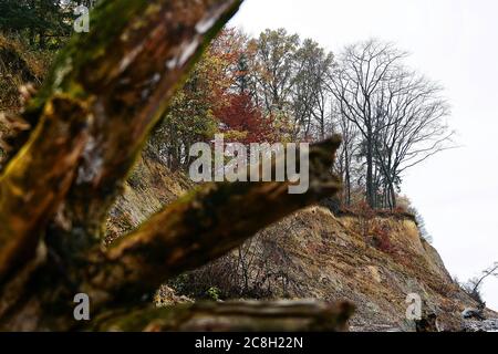 Baumstamm am Steilufer - Brodtener Ufer - am Timmendorfer Strand - Lübeck - Bäume mit Herbstblättern Stockfoto