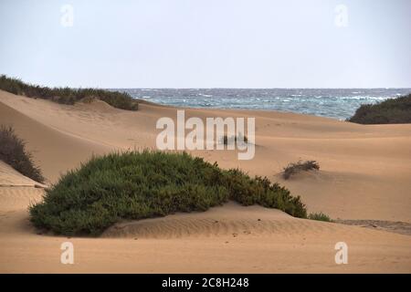 Dunas de Maspalomas - Gran Canaria - Spanien - im Sturm - kleine Düne mit Pflanzen - Fußabdrücke im Sand - graues Meer Stockfoto