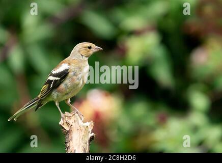 Ein Jugendgoldfink (Carduelis carduelis), Warwickshire Stockfoto