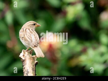 Weibliche Haus Sparrow (Passer domesticus) thront, Warwickshire Stockfoto