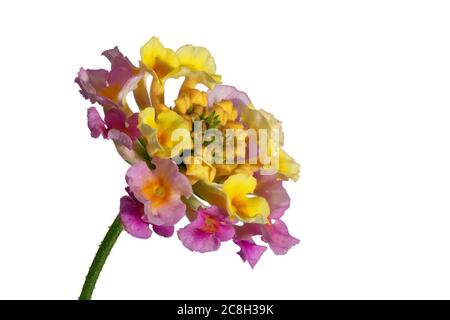 Bunte Blumen - Lantana Camara Blätter - auf weißem Hintergrund, Makroaufnahme Stockfoto