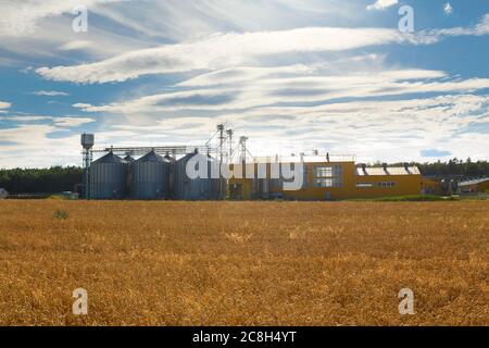 Landwirtschaftliche Industriekomplex für die Reinigung und Trocknung von Getreide in Weizenfeld. Metallzisternen für Getreide. Stockfoto