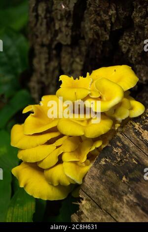Auf einem umgestürzten Baum wachsen wilde Pilze. Mississippi Palisades State Park, Illinois, USA Stockfoto