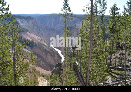 Spätfrühling im Yellowstone National Park: Morgensonne füllt den Grand Canyon des Yellowstone River, während wir vom North Rim Trail flussabwärts schauen Stockfoto