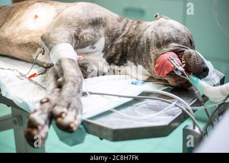 Hund im Operationsraum vor der Operation handeln unter Narkose, Tierarzt Konzept Stockfoto