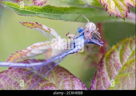 Gewöhnliche Candy-gestreifte Spinne mit azurblauen Beutetieren. Stockfoto