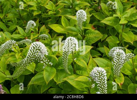 Gooseneck loosestrife (Lysimachia Clethroides) Logan Botanic Gardens, Dumfries und Galloway, Schottland. Stockfoto