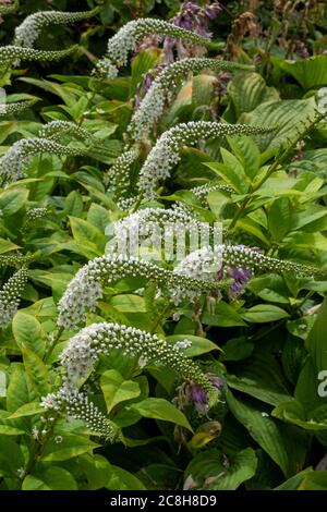 Gooseneck loosestrife (Lysimachia Clethroides) Logan Botanic Gardens, Dumfries und Galloway, Schottland. Stockfoto