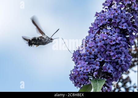 Kolibri-Falkenmotte füttert auf Buddleia blühenden Kopf Stockfoto