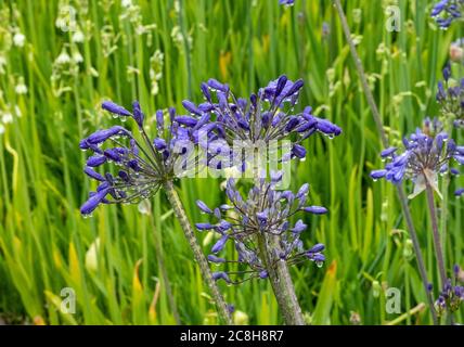 Afrikanische Lilie Headbourne Hybriden, (Agapanthus headbourne Hybriden) Logan Botanic Gardens, Dumfries und Galloway, Schottland. Stockfoto