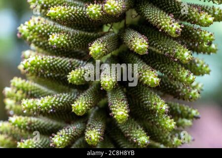 Gunnera Tinctoria Giant Rhabarb, Logan Botanic Garden, Stranraer, Schottland. Stockfoto