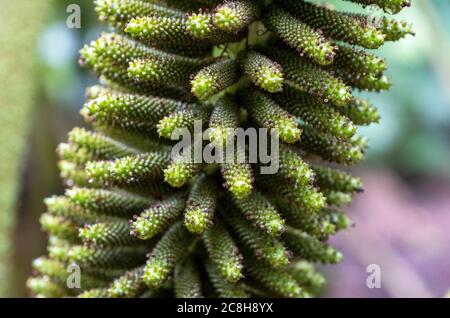 Gunnera Tinctoria Giant Rhabarb, Logan Botanic Garden, Stranraer, Schottland. Stockfoto