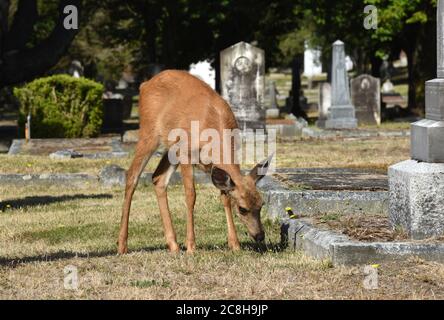 Victoria, British Columbia, Kanada 24 July 2020 - EIN weibliches Hirsch grast zwischen Grabsteinen und Monumenten im historischen Ross Bay Cemetery. Die Eingriffen von Hirschen in Wohngebiete und städtische Gebiete sind ein fortwährendes Problem für die Region Victoria. . Alamy Live Nachrichten/Don Denton Kredit: Don Denton/Alamy Live Nachrichten Stockfoto