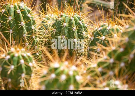 Nahaufnahme von riesigen Arrene von Kakteen in einem botanischen Garten, Naturkonzept Stockfoto