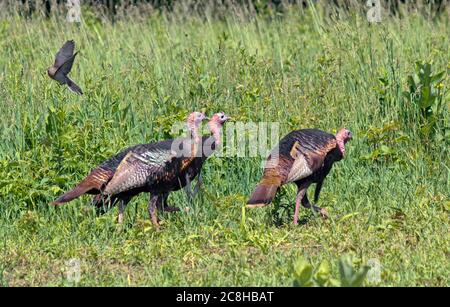 Eastern Wild Turkeys and Mourning Taube auf einer Sommerwiese in den Pocono Mountains in Pennsylvania Stockfoto