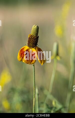 Entlang des Caprock Coulee Nature Trail im Theodore Roosevelt National Park, North Unit, North Dakota, USA Stockfoto