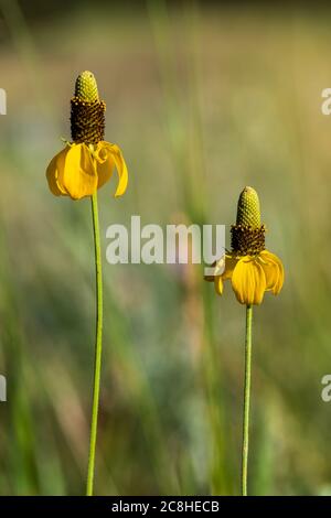 Entlang des Caprock Coulee Nature Trail im Theodore Roosevelt National Park, North Unit, North Dakota, USA Stockfoto