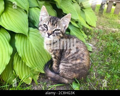 Pock und tabby kleine Kätzchen auf dem Gras. Hochwertige Fotos Stockfoto