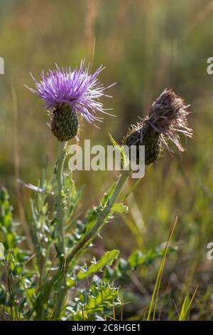 Wavyleaf Thistle, Cirsium undulatum, blüht entlang des Caprock Coulee Nature Trail im Theodore Roosevelt National Park, North Unit, North Dakota, USA Stockfoto