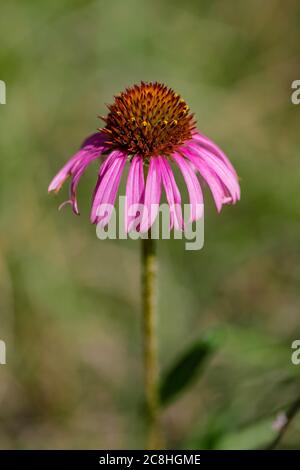 Purple Prairie Coneflower, Echinacea angustifolia, entlang des Caprock Coulee Nature Trail im Theodore Roosevelt National Park, North Unit, North Dakota, USA Stockfoto