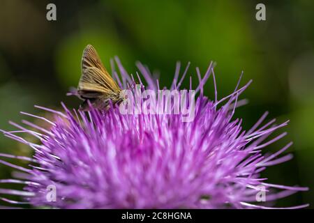 Schmetterling auf Wavyleaf Thistle, Cirsium undulatum, blüht entlang Caprock Coulee Nature Trail im Theodore Roosevelt National Park, North Unit, North Da Stockfoto