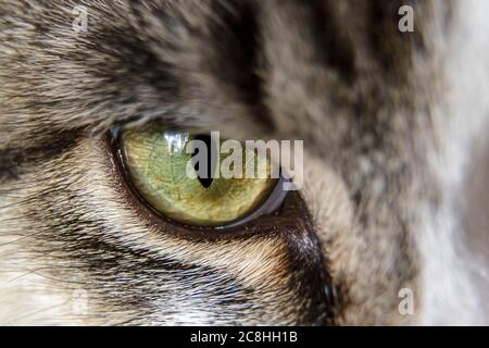 Eine Makroaufnahme des grünen Auges einer Katze. Stockfoto