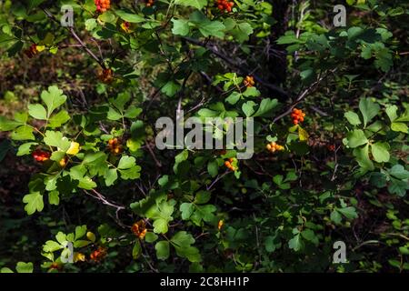 Duftende Sumac, Rhus aromatica, in Obst entlang Caprock Coulee Nature Trail im Theodore Roosevelt National Park, North Unit, North Dakota, USA Stockfoto