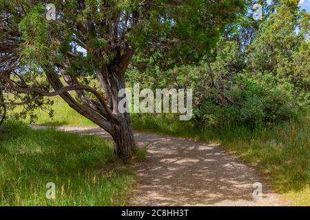 Pfad zum River Bend Overlook, erbaut vom CCC in den 1930er Jahren, im Theodore Roosevelt National Park, North Unit, in North Dakota, USA Stockfoto