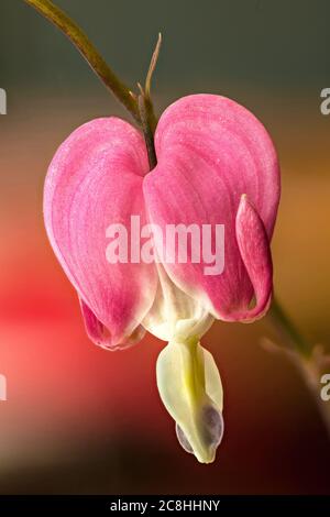 Blume des blutenden Herzens (Lamprocapnos spectabilis) Stockfoto