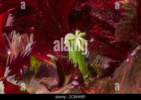 Dunkelrote Tulpenblume Mit Federn Stockfoto