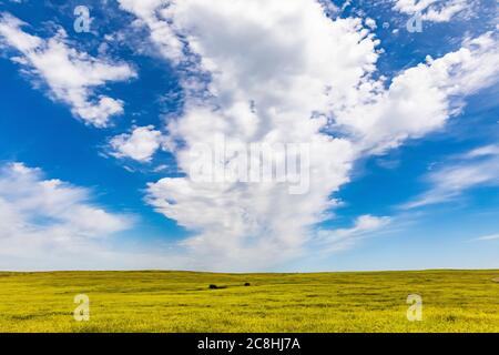 Landschaft in der Gegend über dem Little Missouri River im Theodore Roosevelt National Park, North Unit, in North Dakota, USA Stockfoto