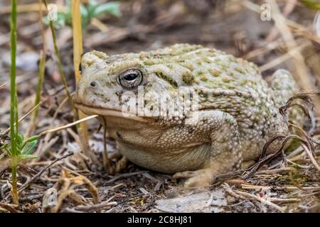 Woodhouse's Toad, Anaxirus woodhousii, in der Nähe des Little Missouri River im Theodore Roosevelt National Park, North Unit, in North Dakota, USA Stockfoto