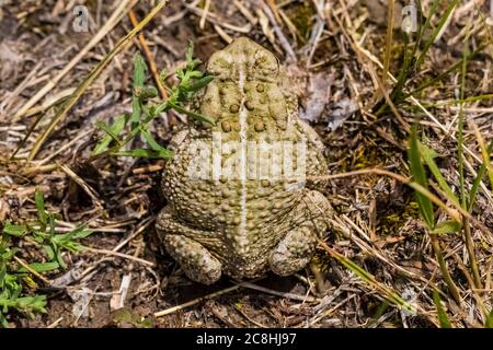 Woodhouse's Toad, Anaxirus woodhousii, in der Nähe des Little Missouri River im Theodore Roosevelt National Park, North Unit, in North Dakota, USA Stockfoto