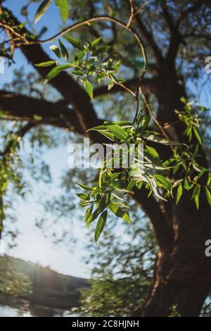 Blätter und Äste eines großen Baumes Weide gegen den blauen Himmel. Ansicht von unten. Stockfoto