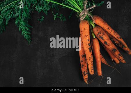 Draufsicht auf Strauß frischer Karotten mit grünen Blättern auf dunklem Hintergrund mit Platz für Text. Bio-Öko-Lebensmittel. Karotten mit grünen Spitzen mit r gebunden Stockfoto