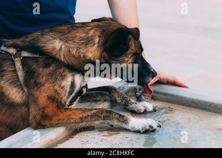 Brauner Hund trinkt Wasser aus einem Trinkbrunnen. Durst Stillen. Spaziergang mit dem Hundebesitzer auf der Straße. Der Besitzer hilft dem Hund Wasser zu trinken Stockfoto