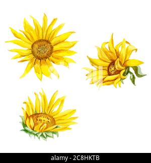Set von Aquarell bemalten Sonnenblumen, isoliert auf weißem Hintergrund. Stockfoto