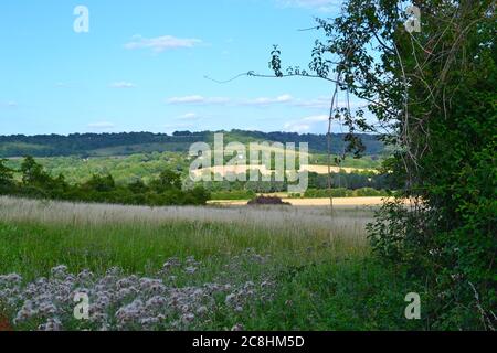 Blick auf Fackenden Down aus dem Darent Valley bei Polhill Bank, Hochsommer. Hecken, Blumenwiesen und Getreidefelder gibt es in ländlicher Glückseligkeit Stockfoto