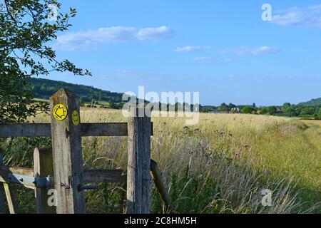 Getreidefelder und Heckenpflanzen im Darent Valley bei Otford, Kent, England, im Hochsommer. Blauer Himmel und schöne Landschaft Stockfoto