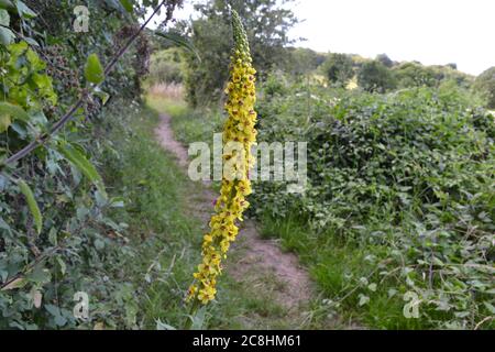 Verbascum nigrum, auch dunkle Königskerze genannt, gelbe Spike Wildblume wächst in Hecken in North Downs in der Nähe von Otford und Polhill Bank Stockfoto