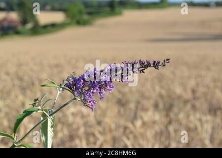 Buddleia wächst in einer Hecke im Darent Valley, Kent, England im Hochsommer aus der Nähe von Otford/Polhill Bank. North Downs. Getreidefeld im Hintergrund Stockfoto