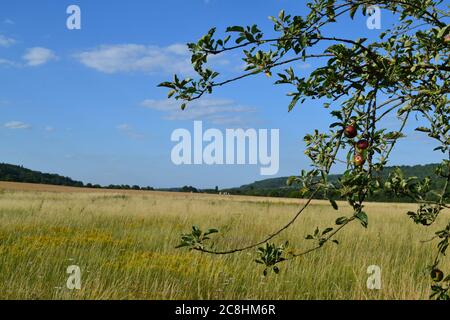 Getreidefelder und Heckenpflanzen im Darent Valley bei Otford, Kent, England, im Hochsommer. Blauer Himmel und schöne Landschaft Stockfoto